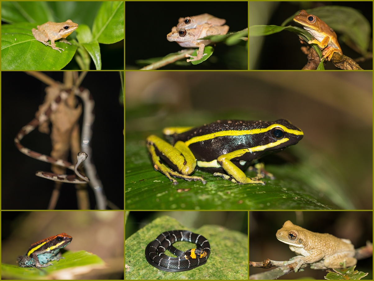 Amazonas Peru