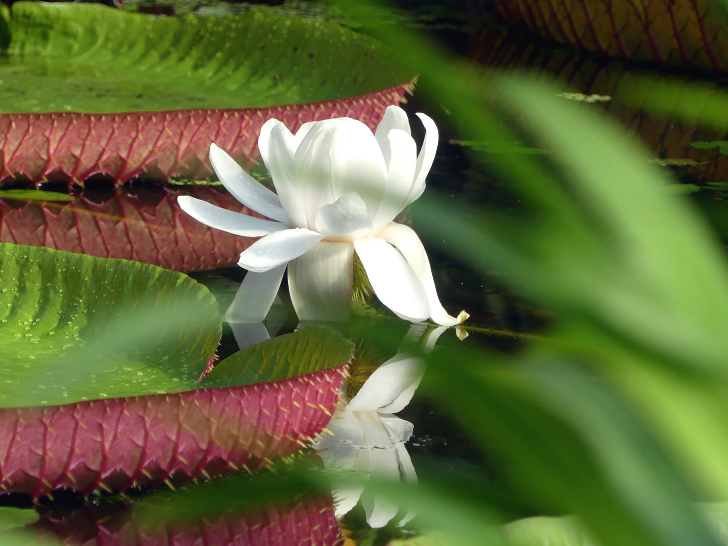 Amazonas Riesenseerose