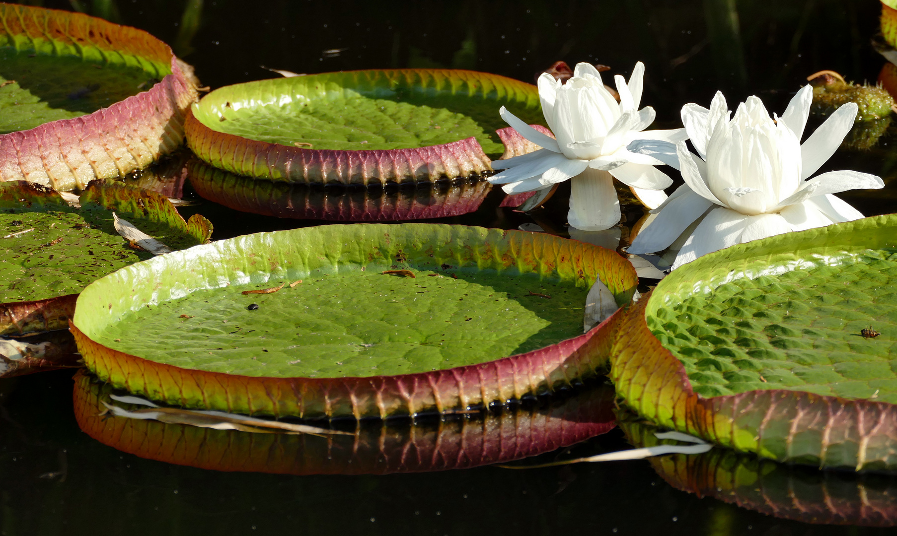 Amazonas-Riesenseerose