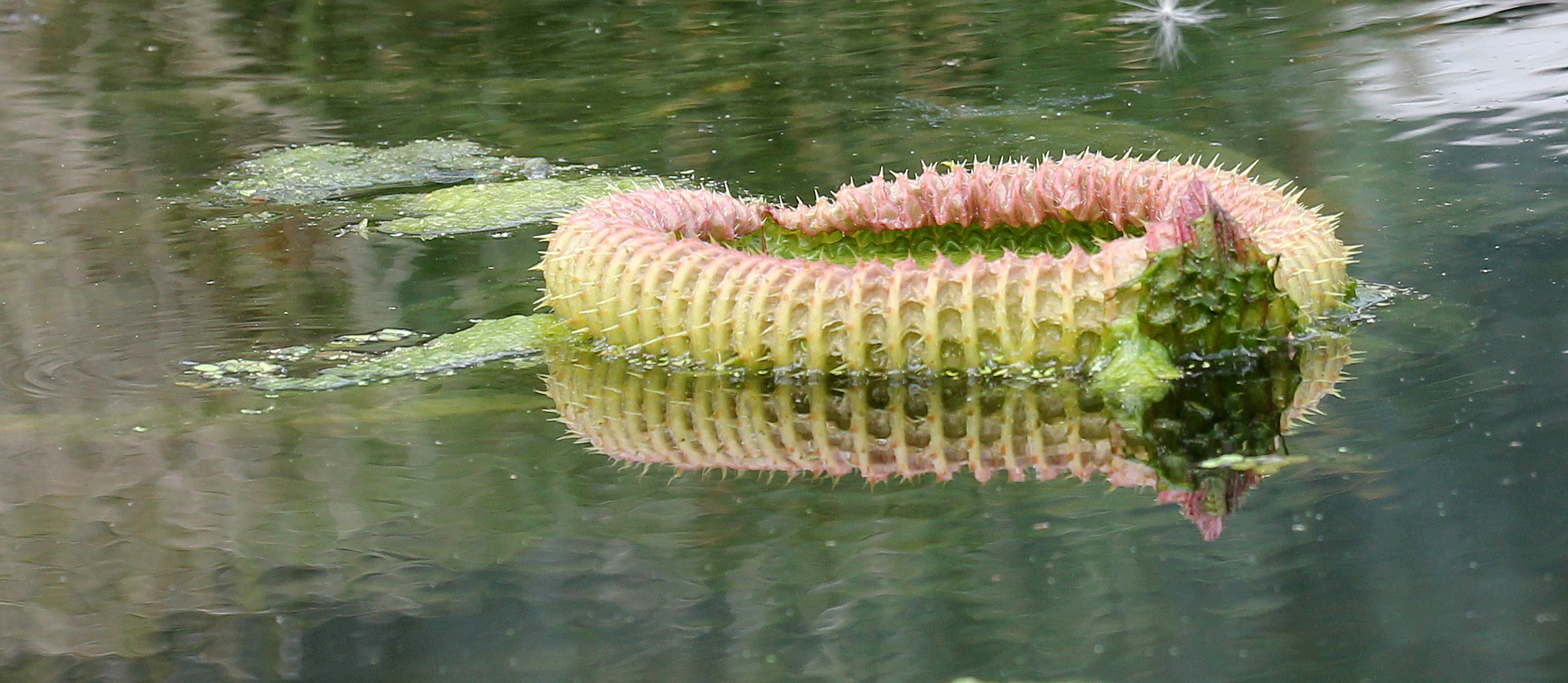 Amazonas-Riesenseerose - Victoria  Amazonica - 