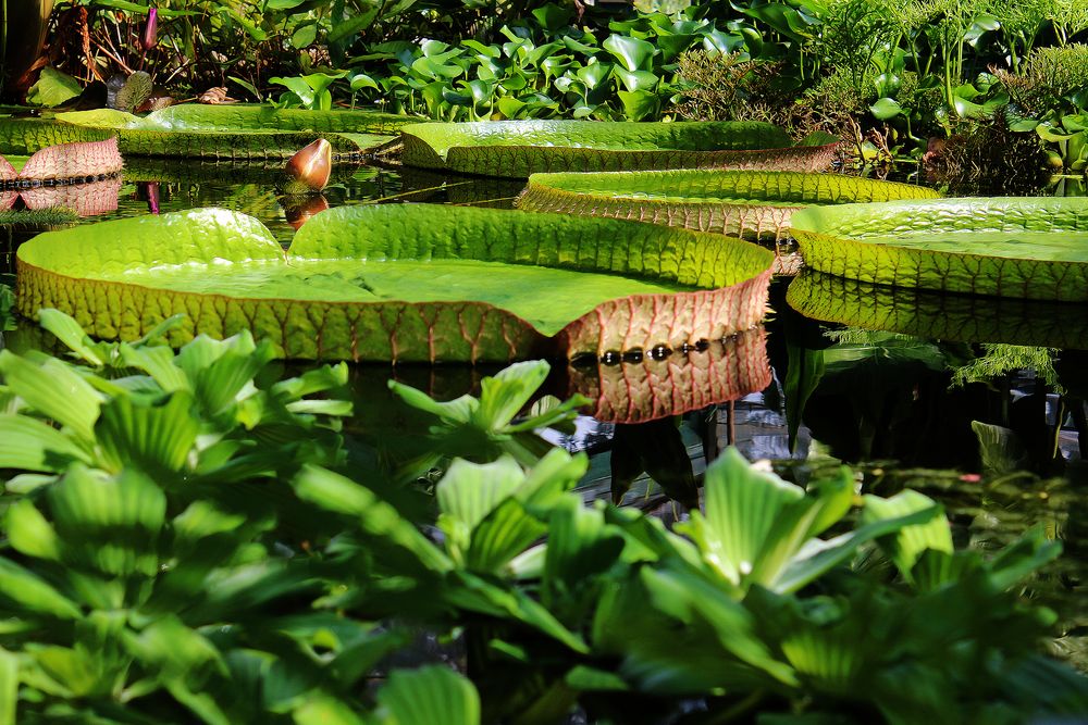 Amazonas-Seerose