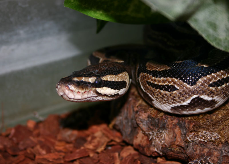 AMAZONAS SNAKE