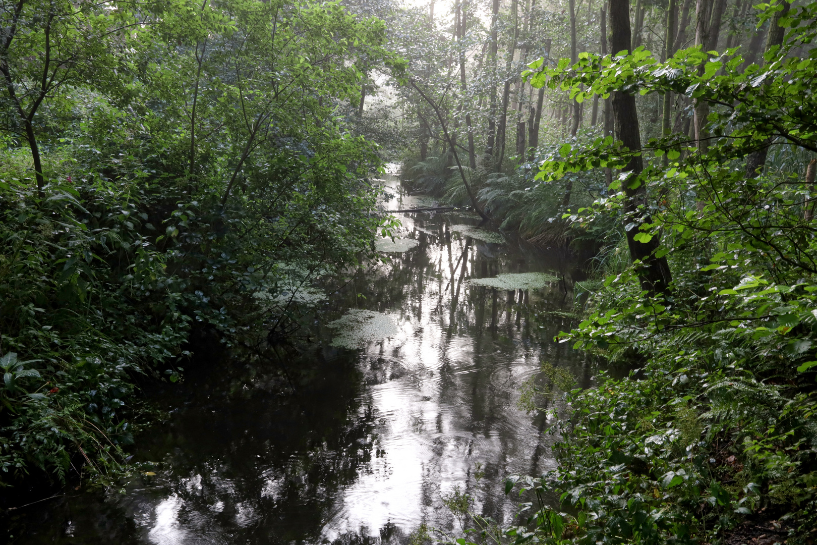 Amazonas-Wetterlage im norddeutschen Sommer