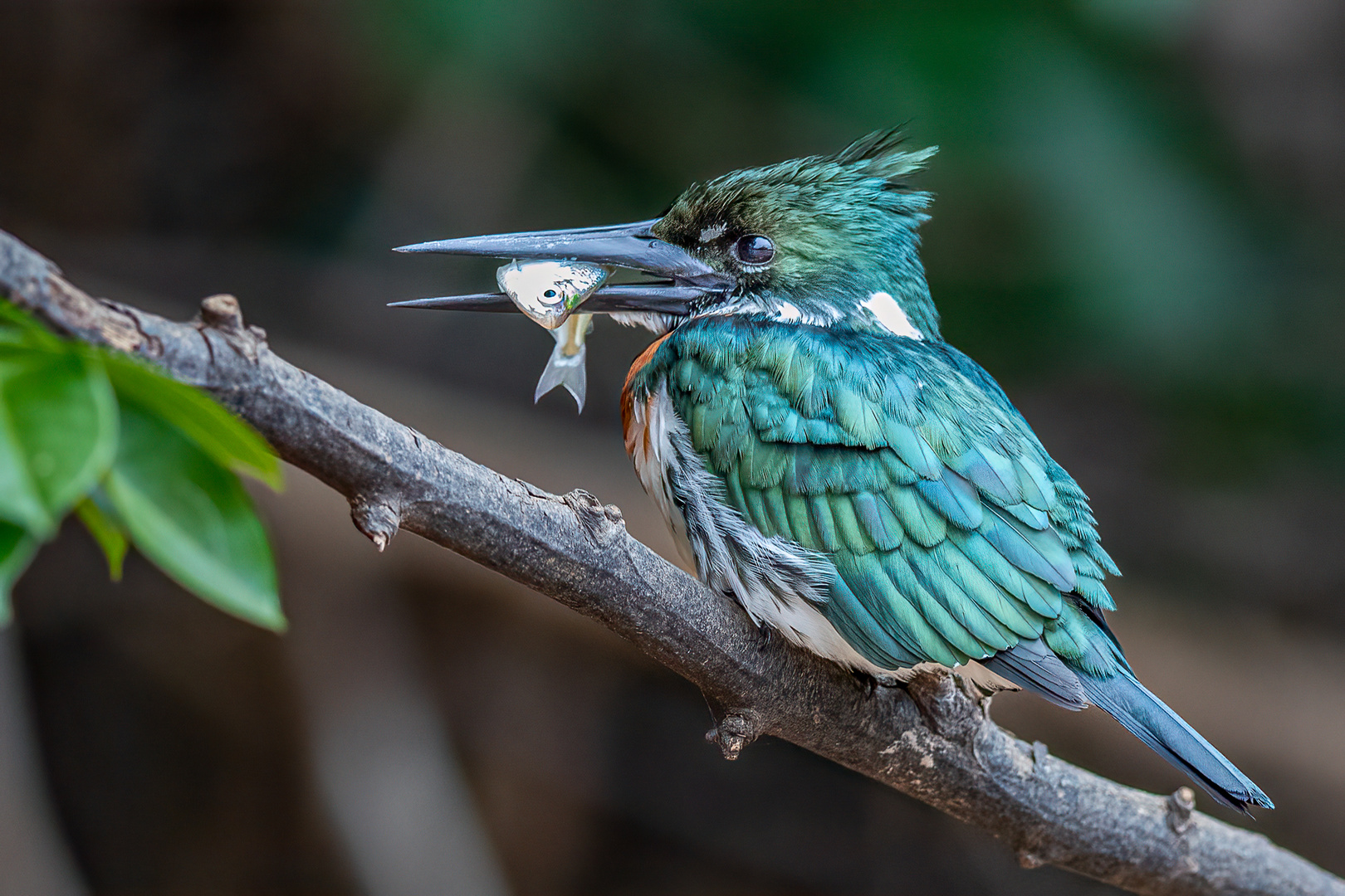 Amazonasfischer (Amazon Kingfisher)