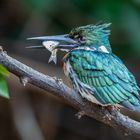 Amazonasfischer (Amazon Kingfisher)