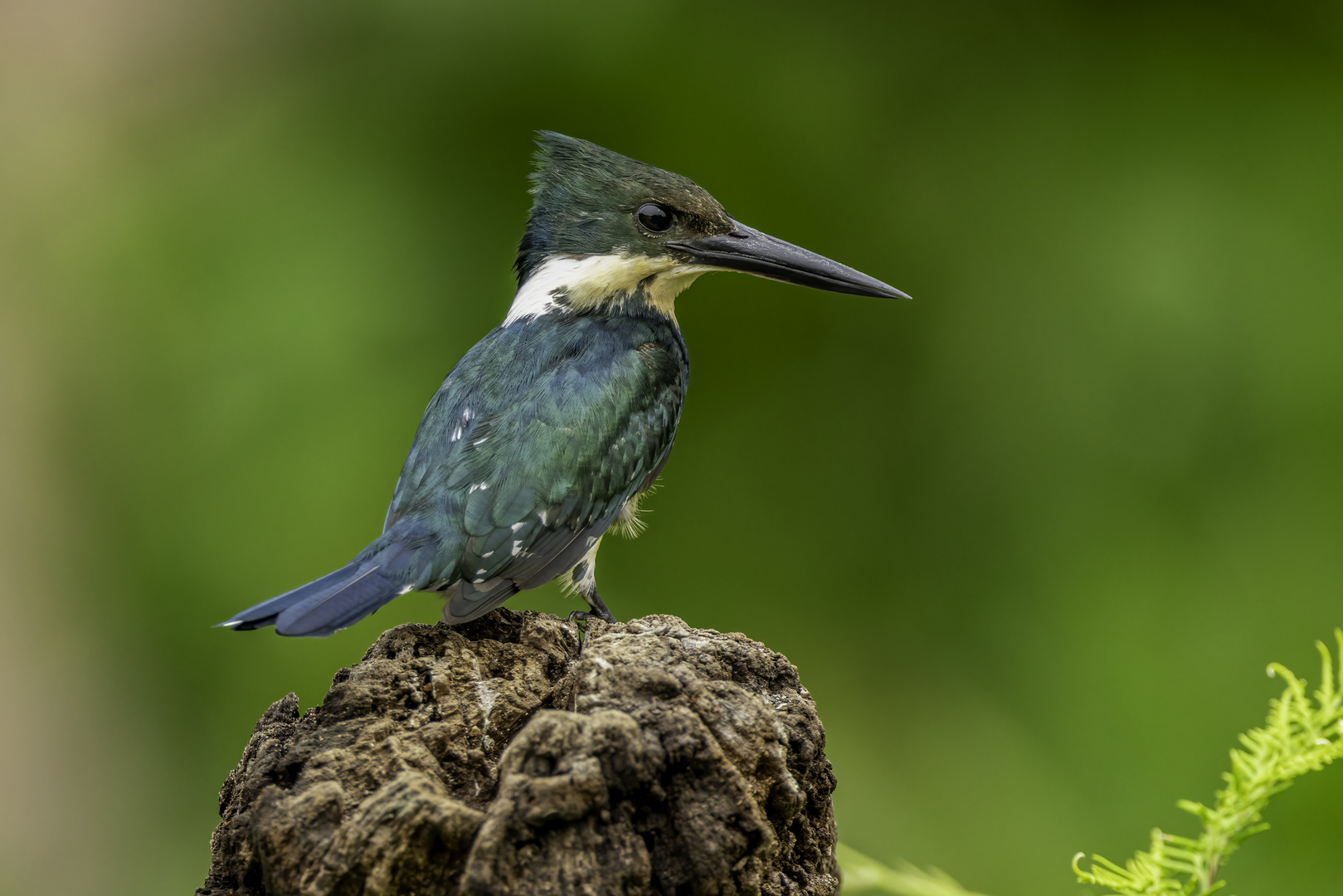 Amazonasfischer (Amazon Kingfisher)