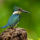 Amazonasfischer (Amazon Kingfisher)