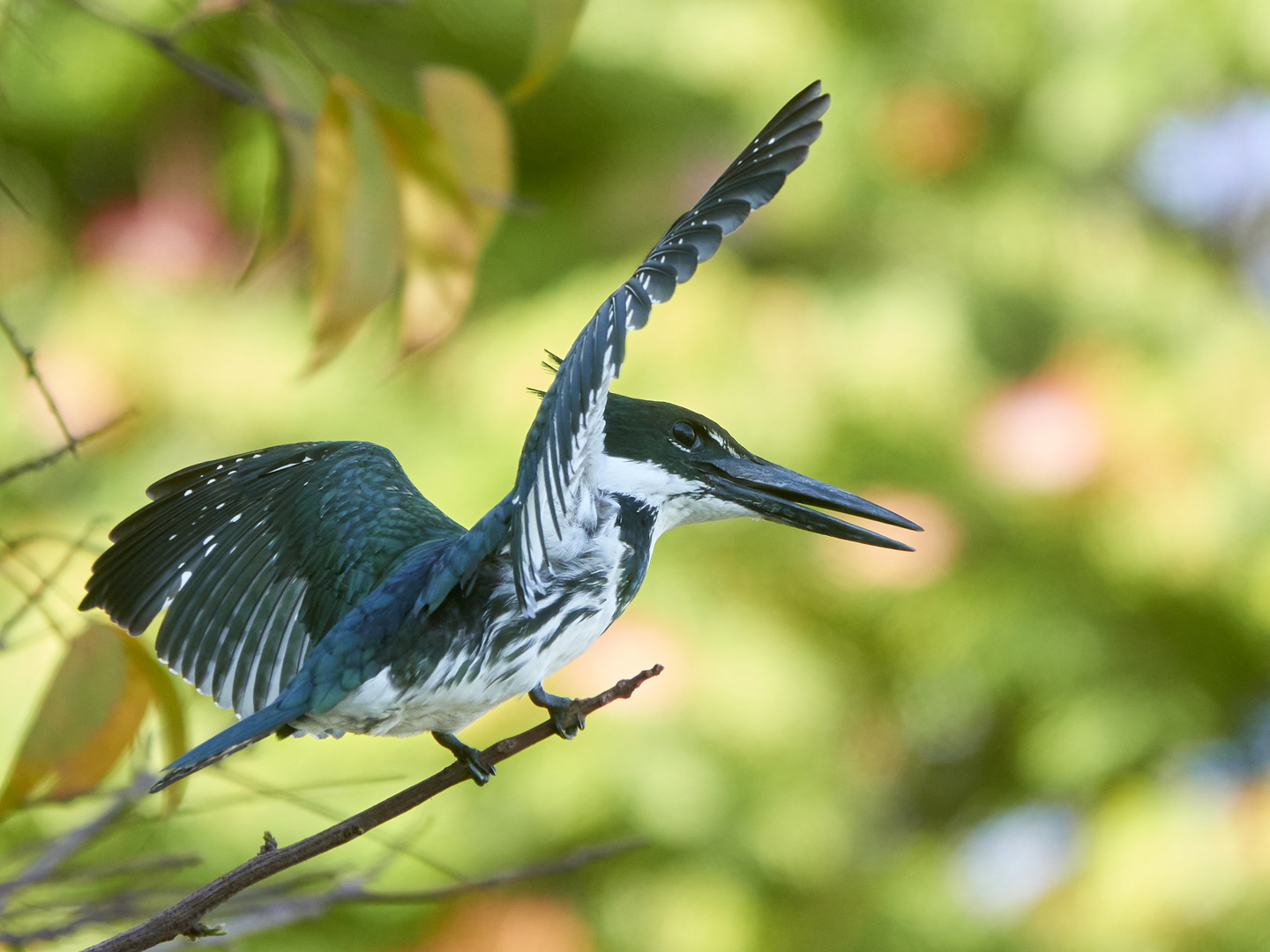 Amazonasfischer (Weibchen)