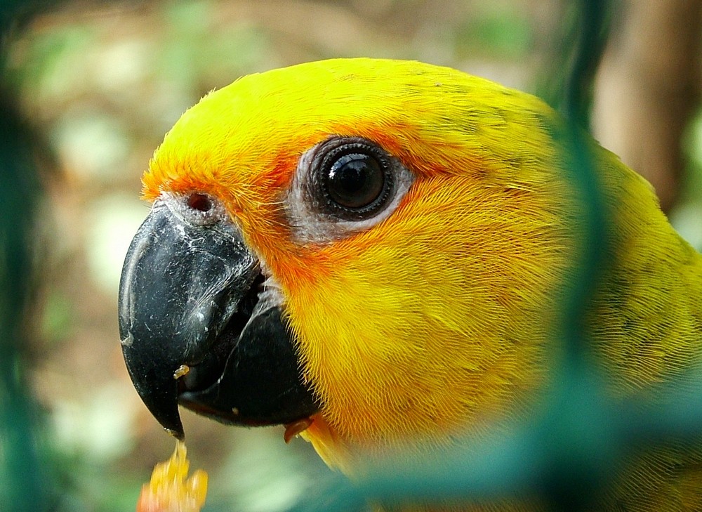 Amazone in Tierpark Friedrichdfelde