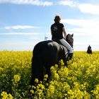 Amazonen mit Friesen im Raps