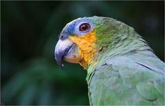 Amazonen Papagei