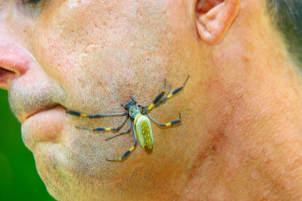 amazonia