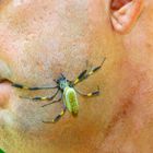 amazonia