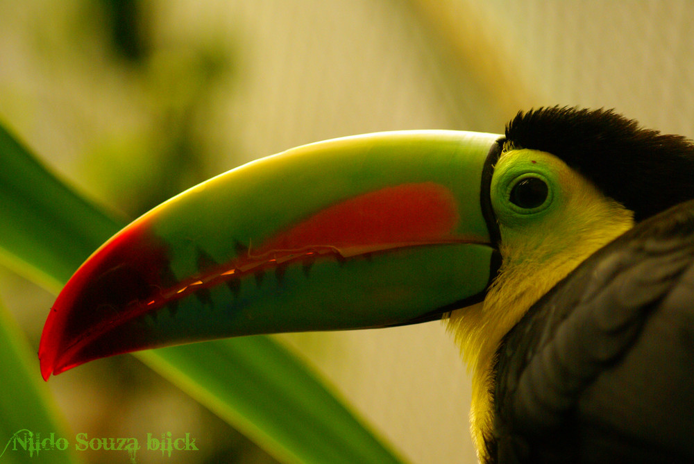 Amazonia Selvagem - Brasil