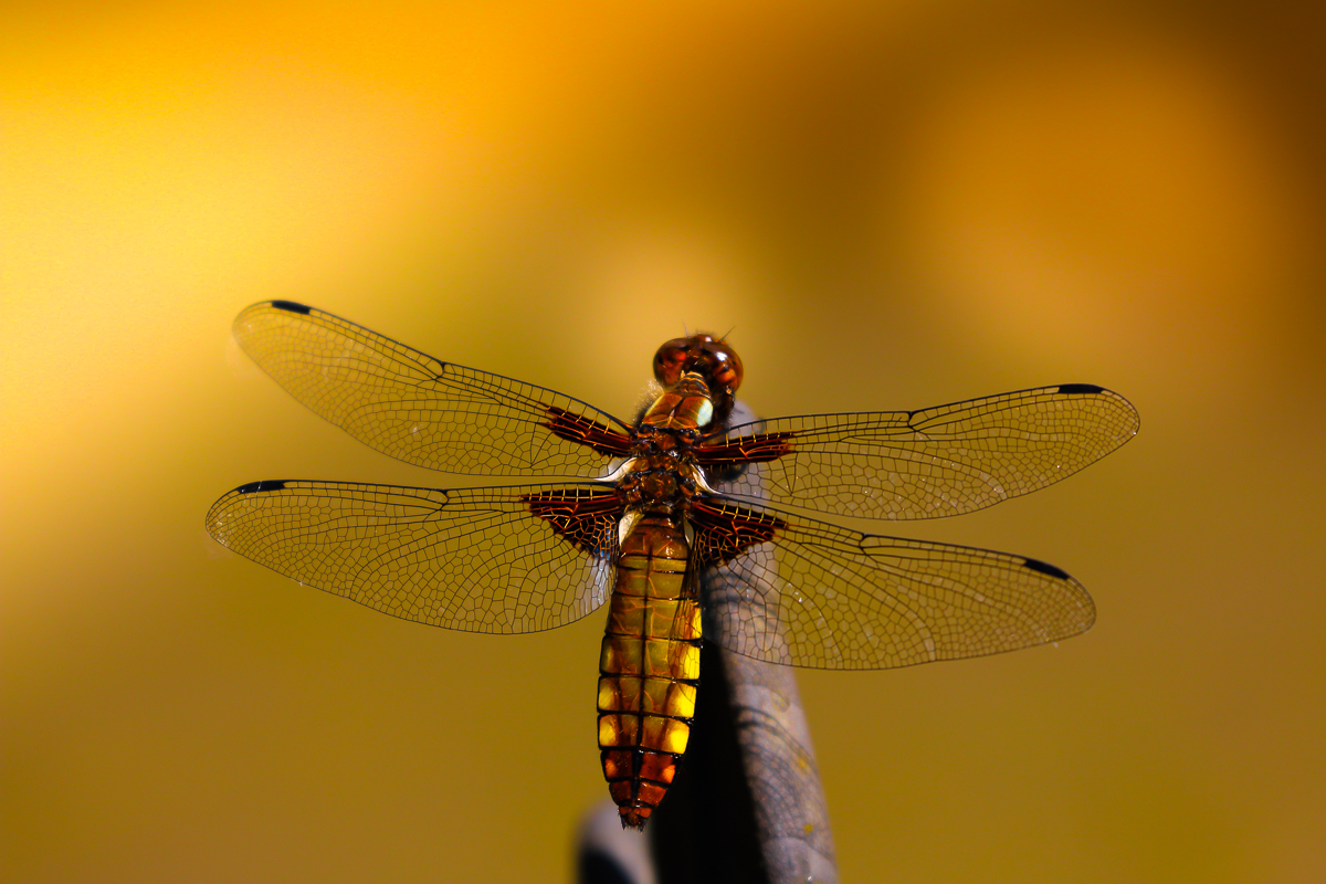 | AMBER-DRAGON-FLY |