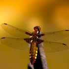 | AMBER-DRAGON-FLY |