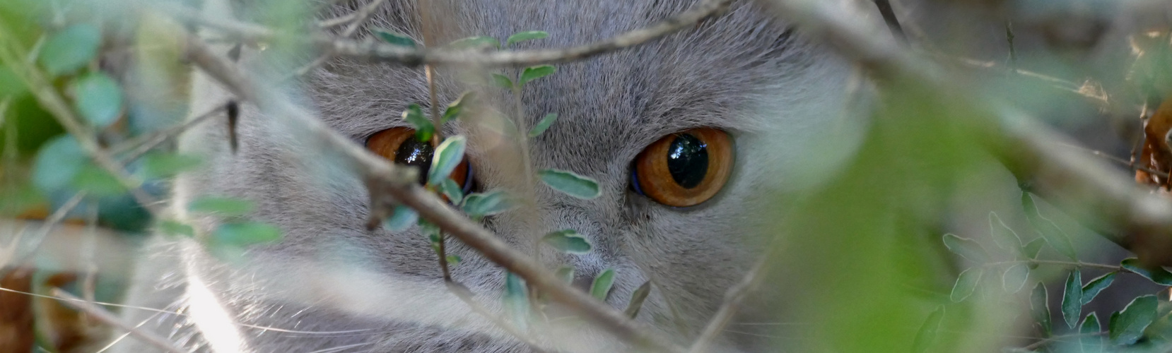 Amber Eyes