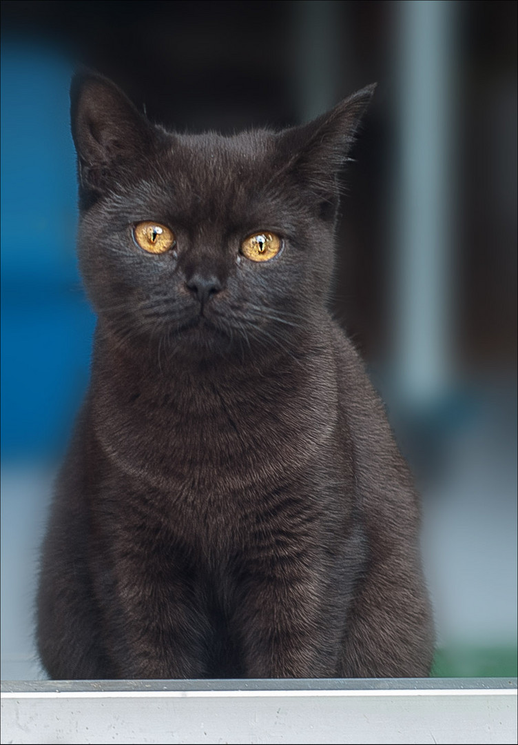 amber eyes cat