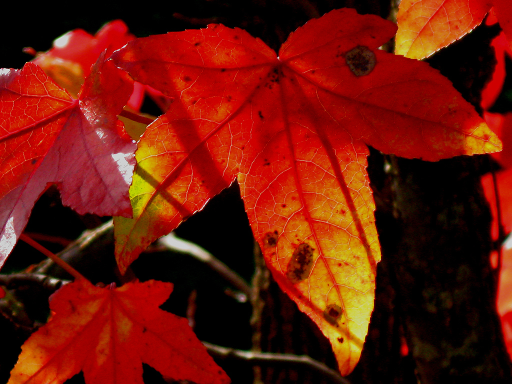 Amber im Herbst