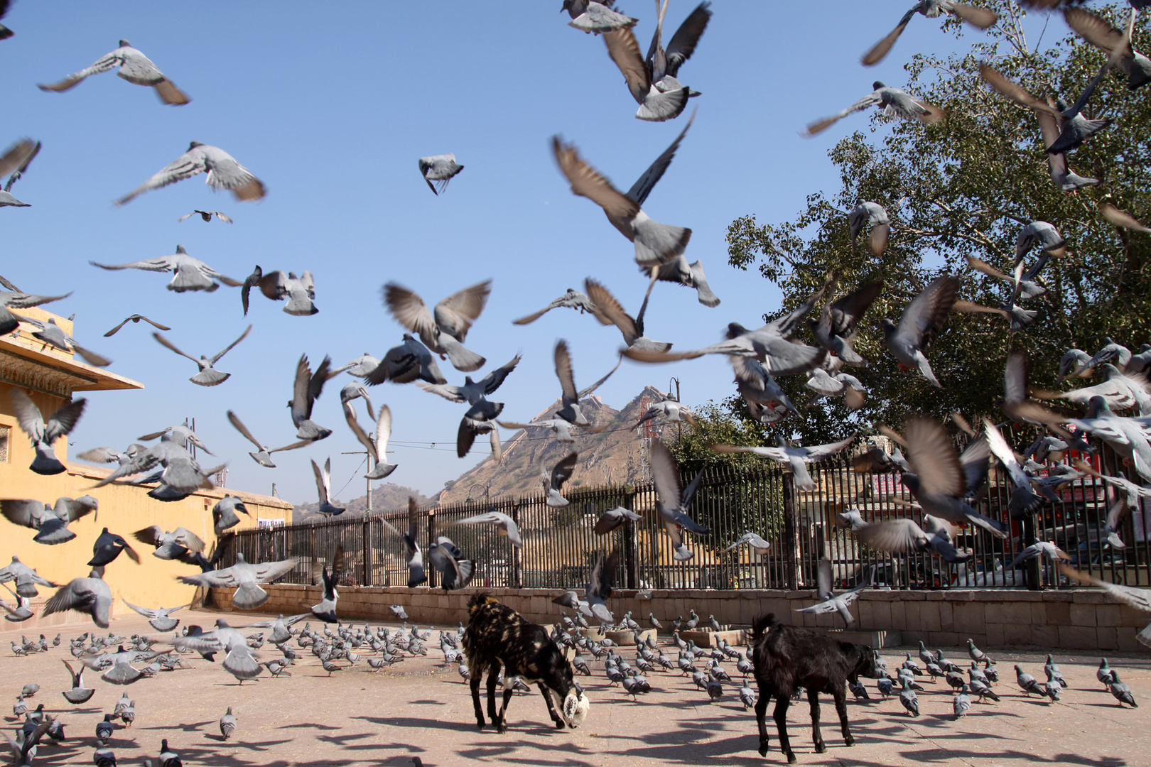 Amber - Jaipur