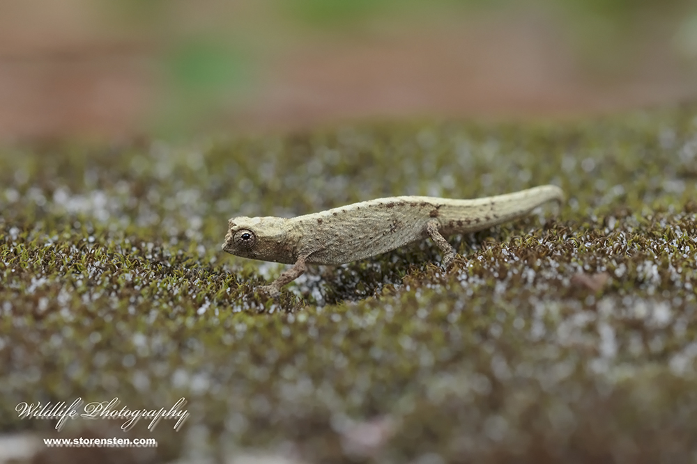 Amber mountain leaf chameleon