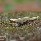 Amber mountain leaf chameleon