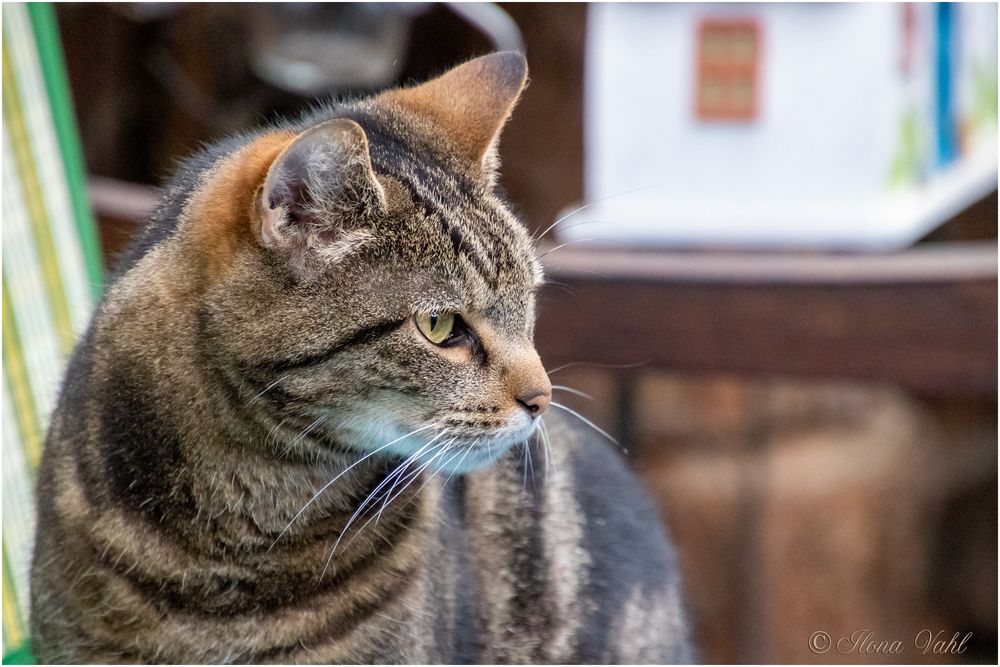 Amber, Portrait