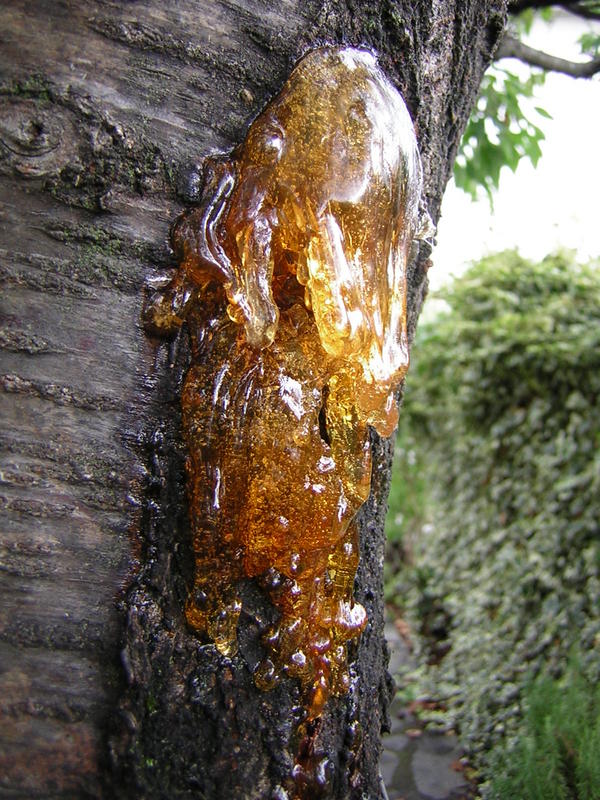 Amber project