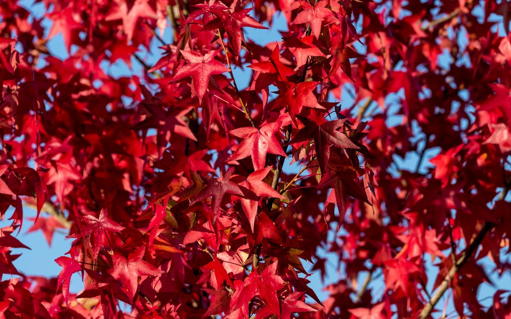 51+ Hängender Amberbaum Bilder, Der hängende amberbaum &#039;pendula&#039;