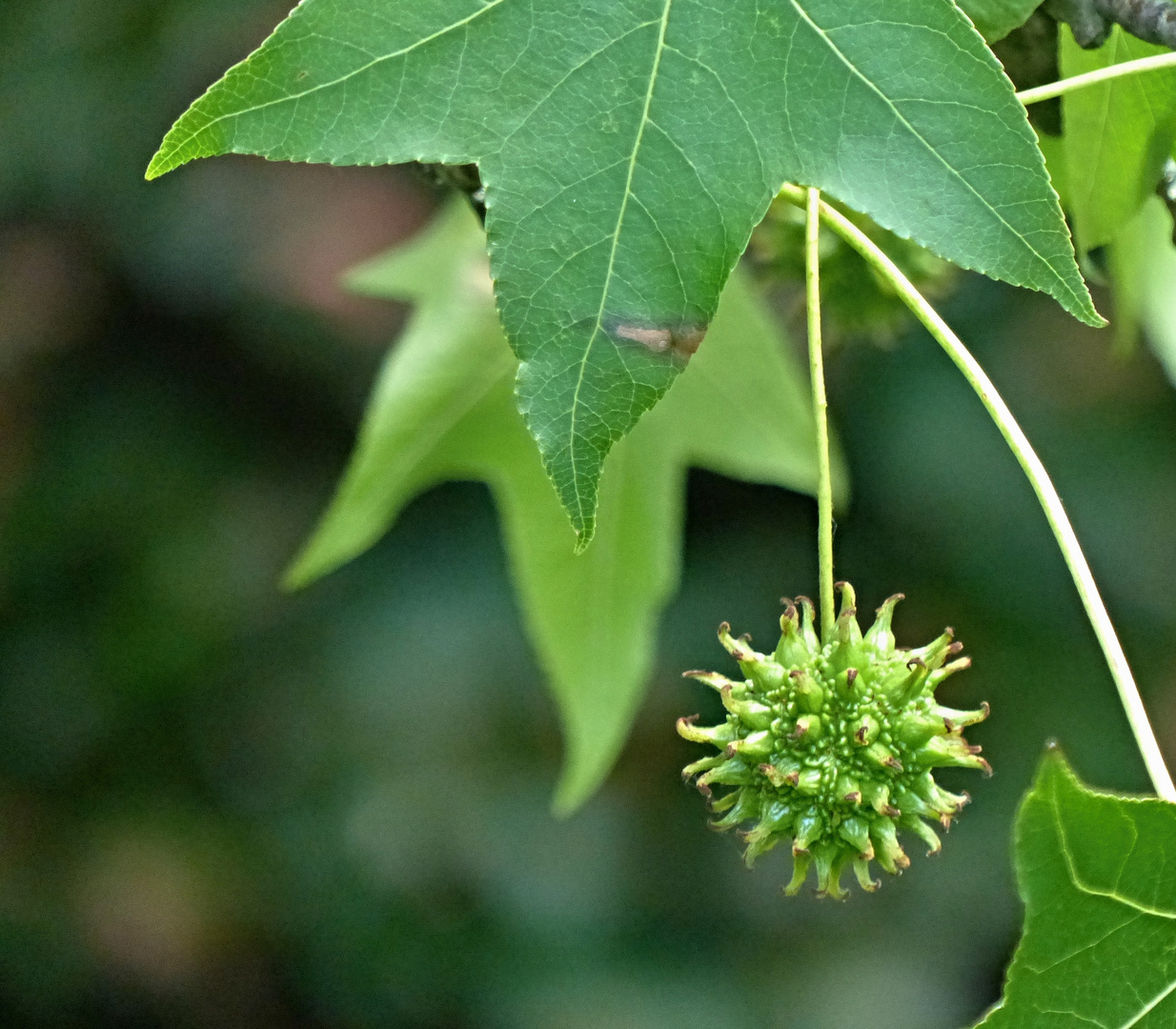 Amberbaum