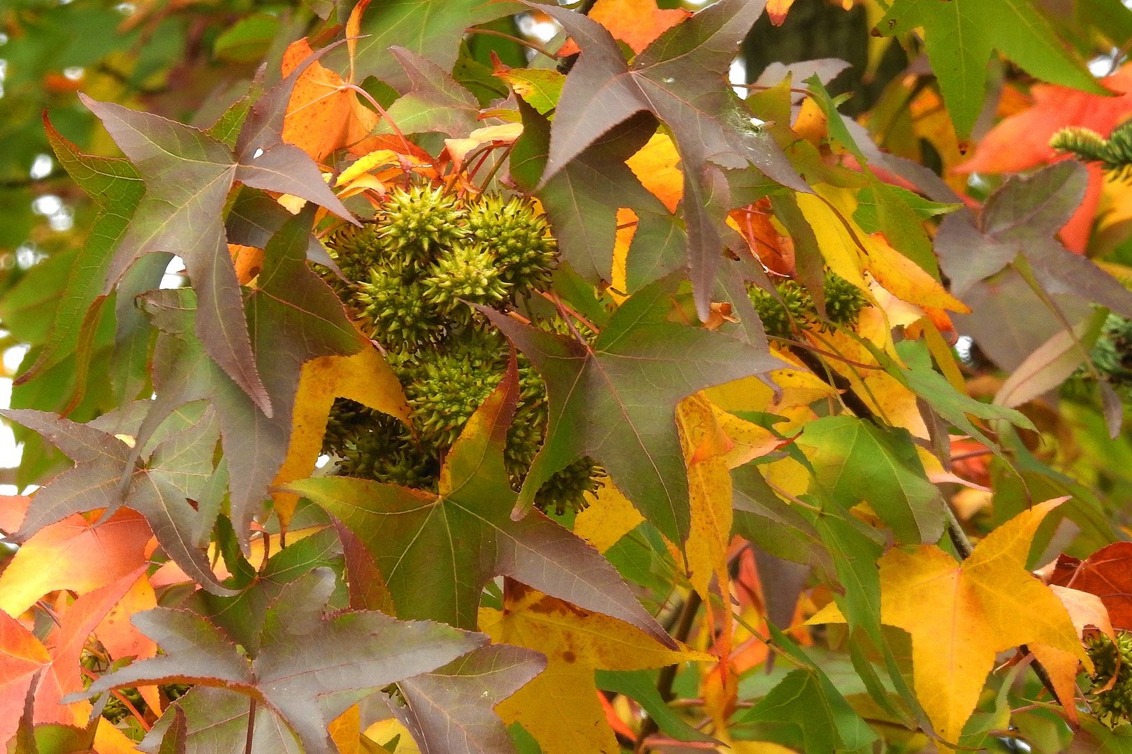 60+ Amberbaum Ökologischer Nutzen, Zudem bieten amberbäume einen