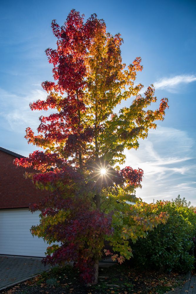 Amberbaum im Herbst Foto & Bild jahreszeiten, herbst, rot Bilder auf