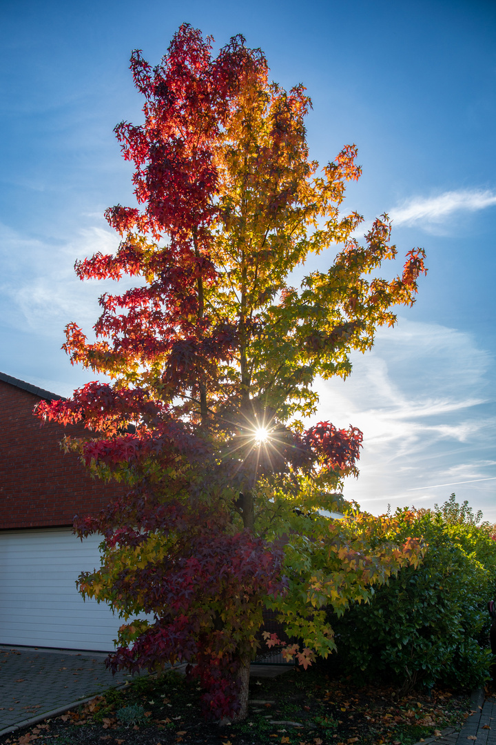 Amberbaum im Herbst Foto & Bild jahreszeiten, herbst, rot Bilder auf