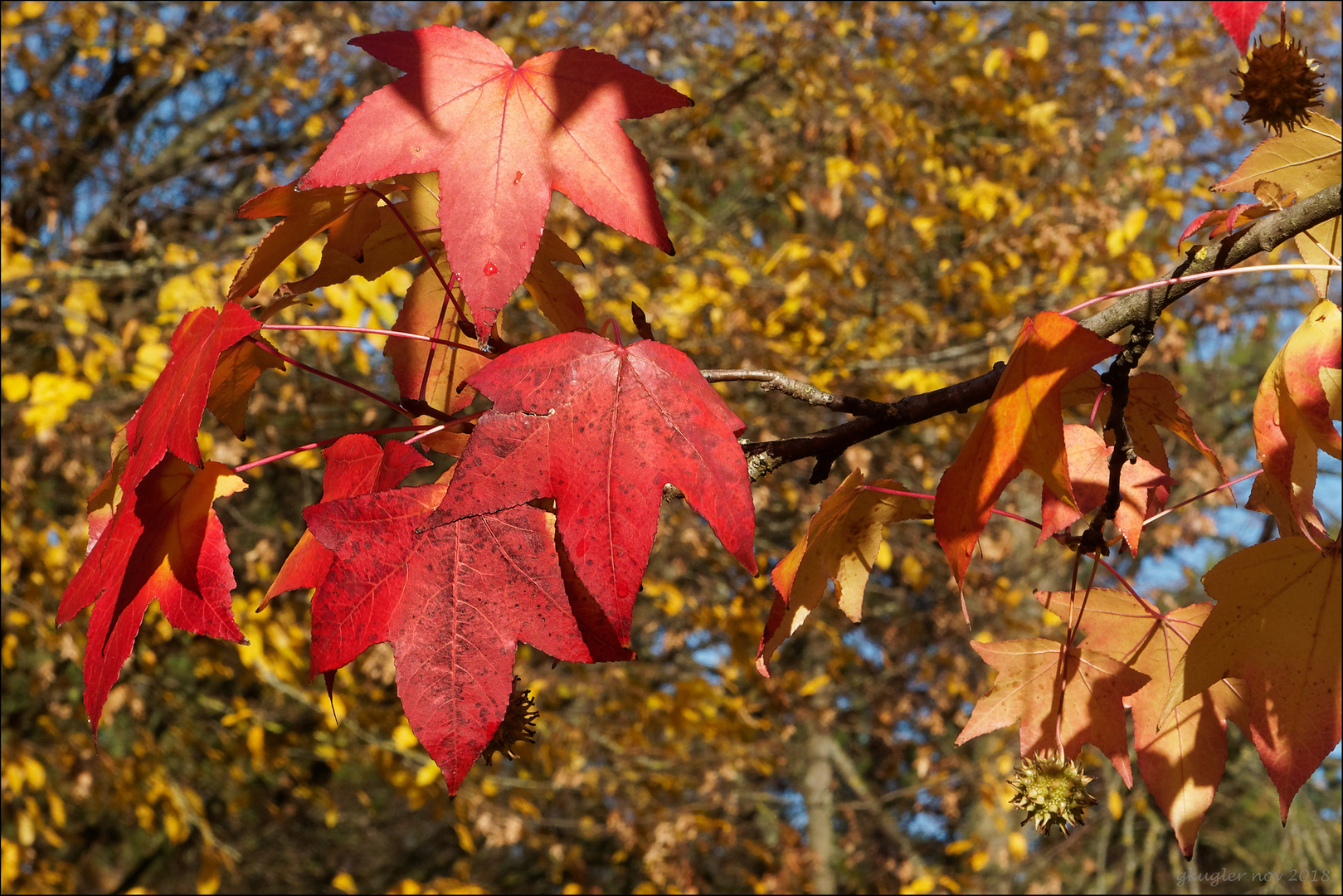 Amberbaum im Herbst