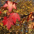 Amberbaum im Herbst