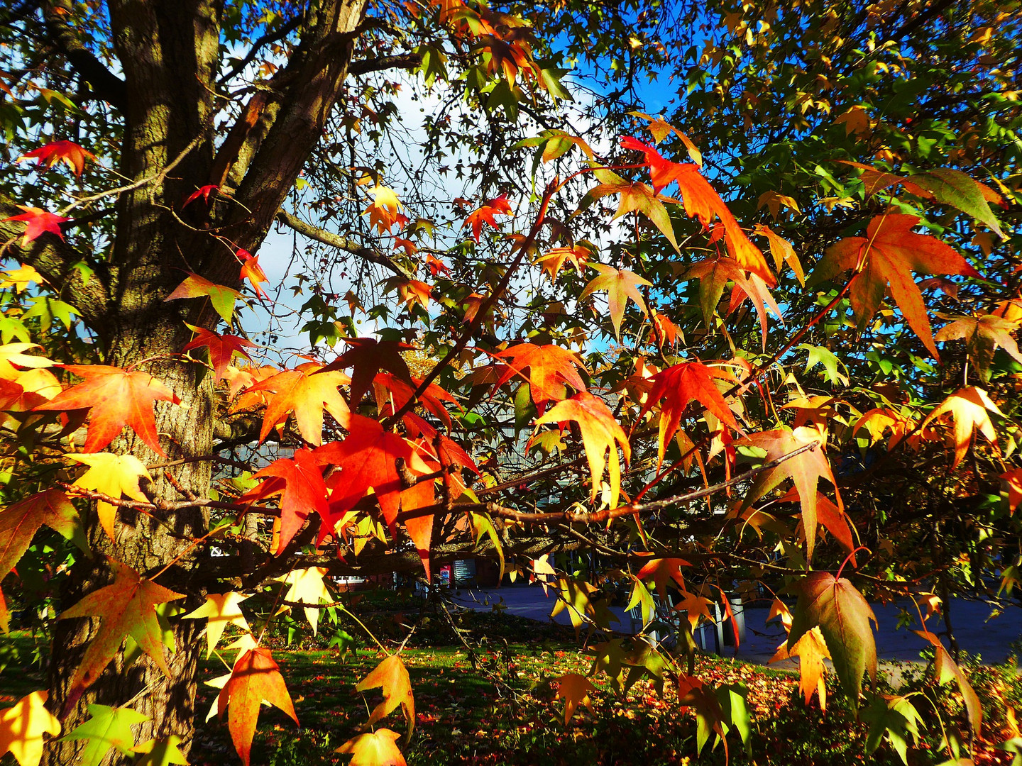 Amberbaum im Palmengarten mit Herbstblättern im Sonnenlicht