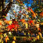 Amberbaum im Palmengarten mit Herbstblättern im Sonnenlicht