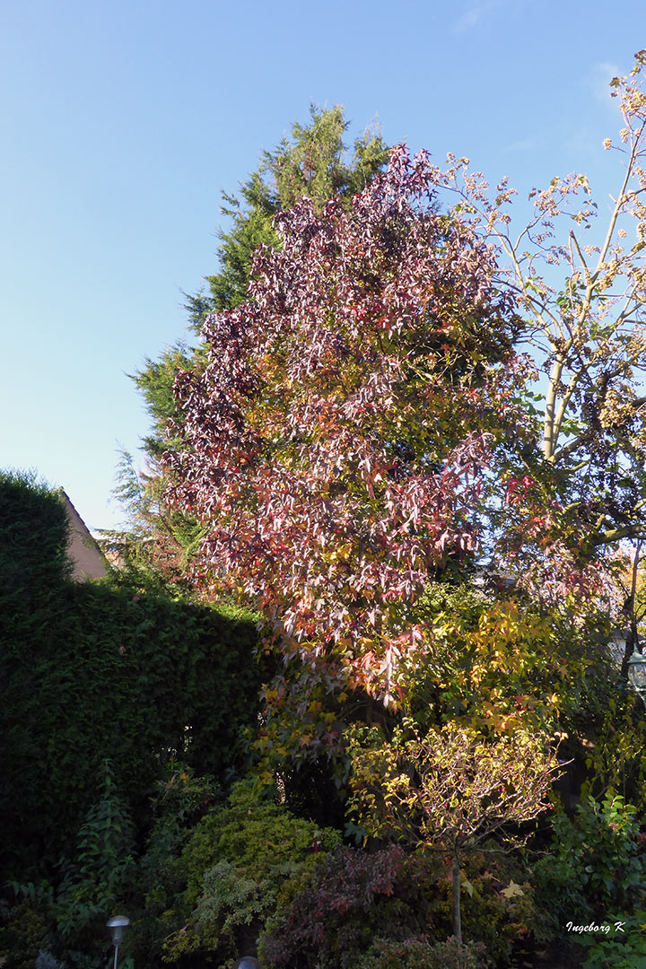 Amberbaum in meinem Garten am 19.11.2017