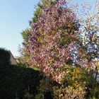 Amberbaum in meinem Garten am 19.11.2017