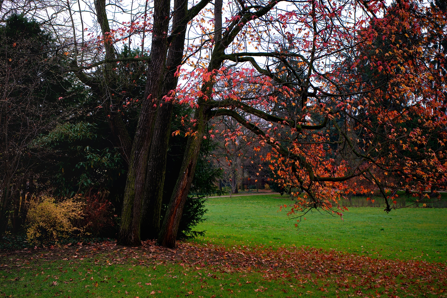 Amberbaum in schöner Herbstfärbung am 19. Dezember 2015 Foto & Bild
