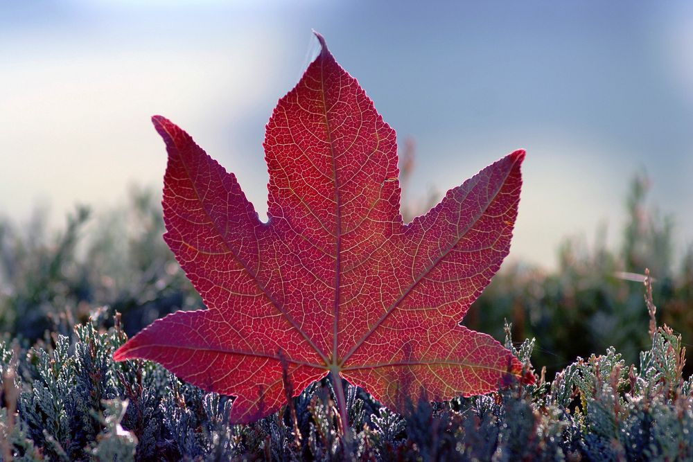 Amberbaumblatt rot Foto & Bild jahreszeiten, herbst, natur Bilder auf