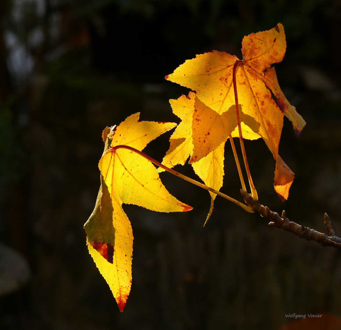 Amberbaumlblätter im Herbst