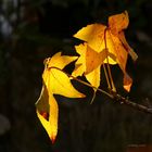 Amberbaumlblätter im Herbst