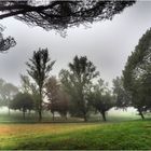 Ambiance brumeuse dans le parc de Gauge  --  Condom