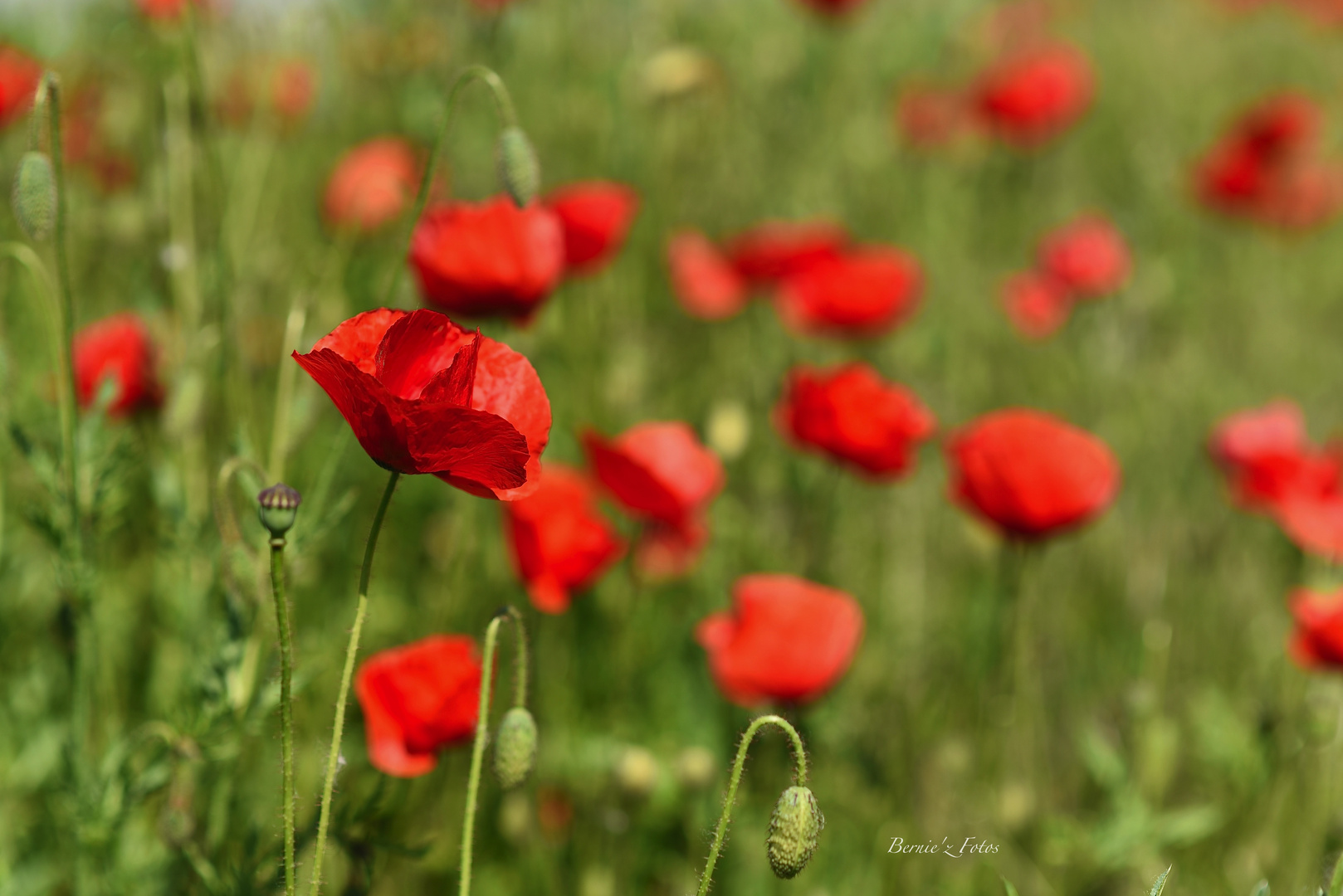 Ambiance coquelicots