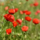 Ambiance coquelicots