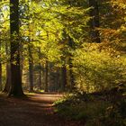 Ambiance d automne en forêt Neuchâteloise