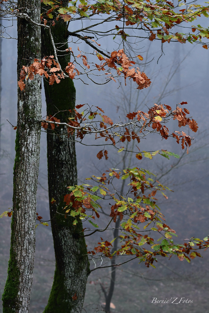 Ambiance d'automne