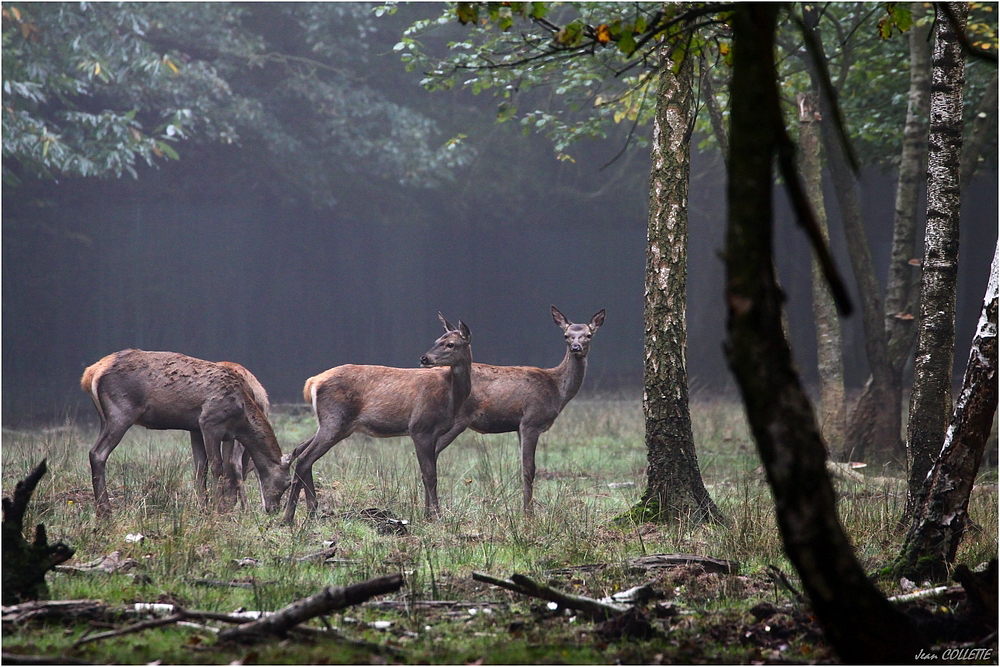 Ambiance d'automne.