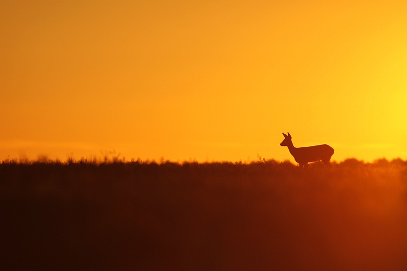 Ambiance d'un soir d'été avec une chevrette